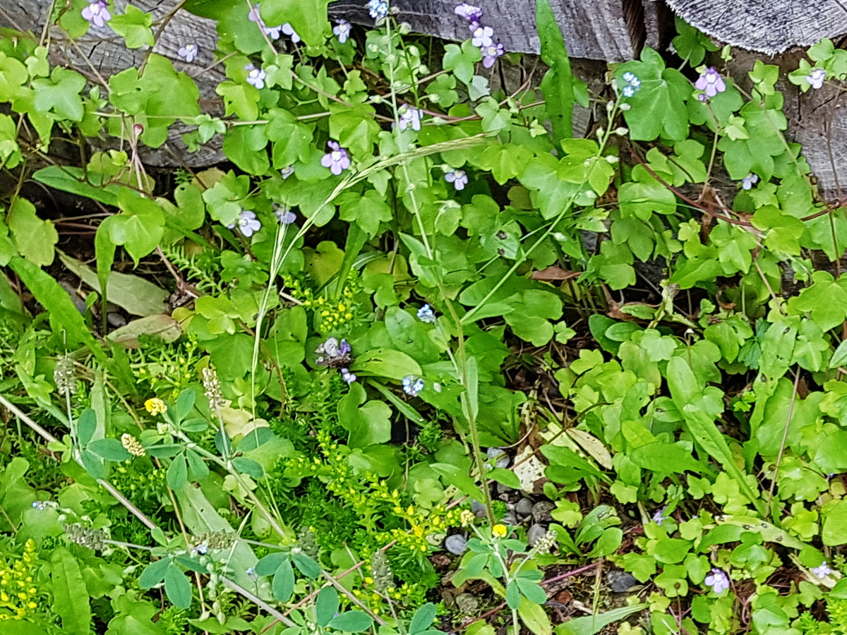Cymbalaria muralis - Zimbelkraut Cymbalaria muralis - Zimbelkraut