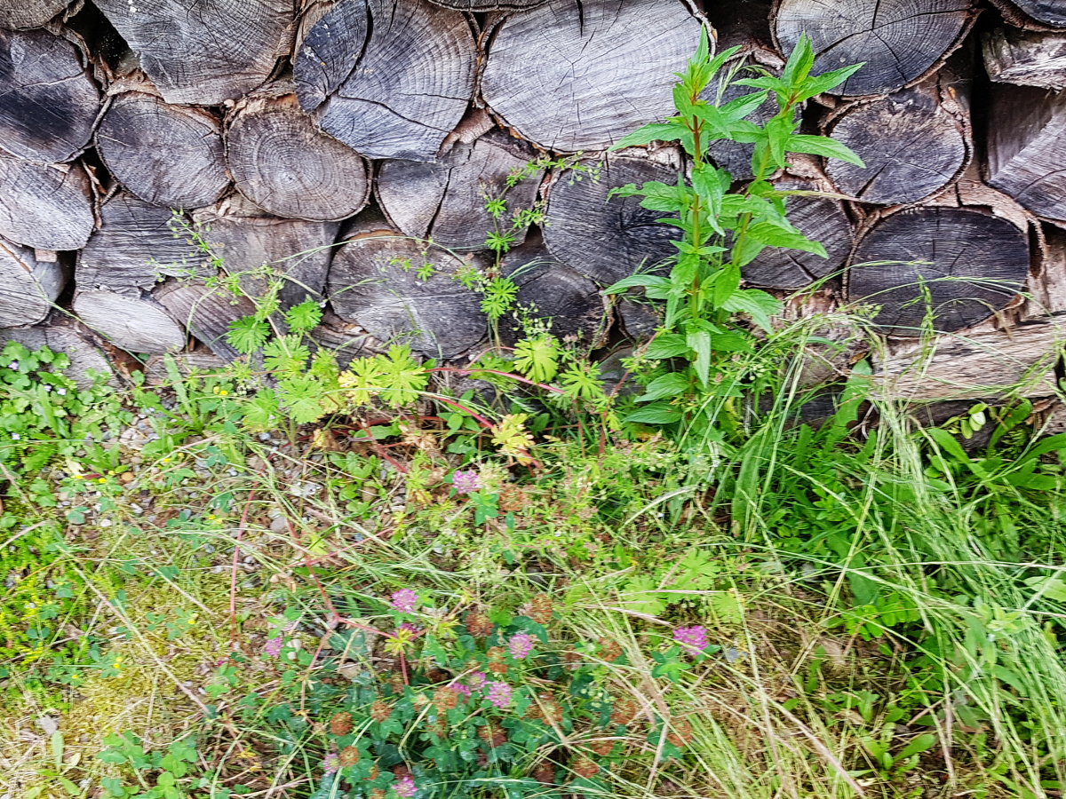 Weidenröschen, Storchschnabel, Rotklee Weidenröschen, Storchschnabel, Rotklee