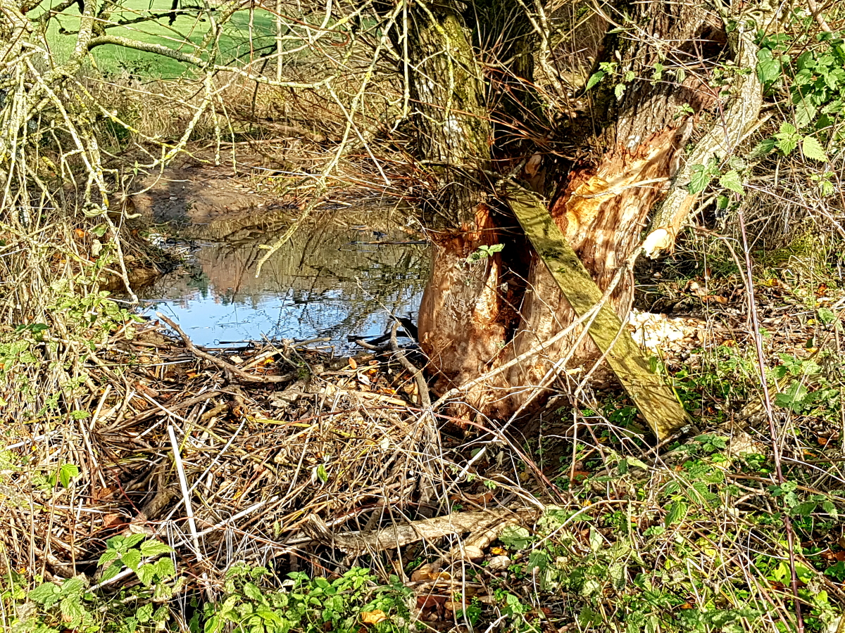 Frische Spuren vom Biber neben Biberdamm Frische Spuren vom Biber neben Biberdamm