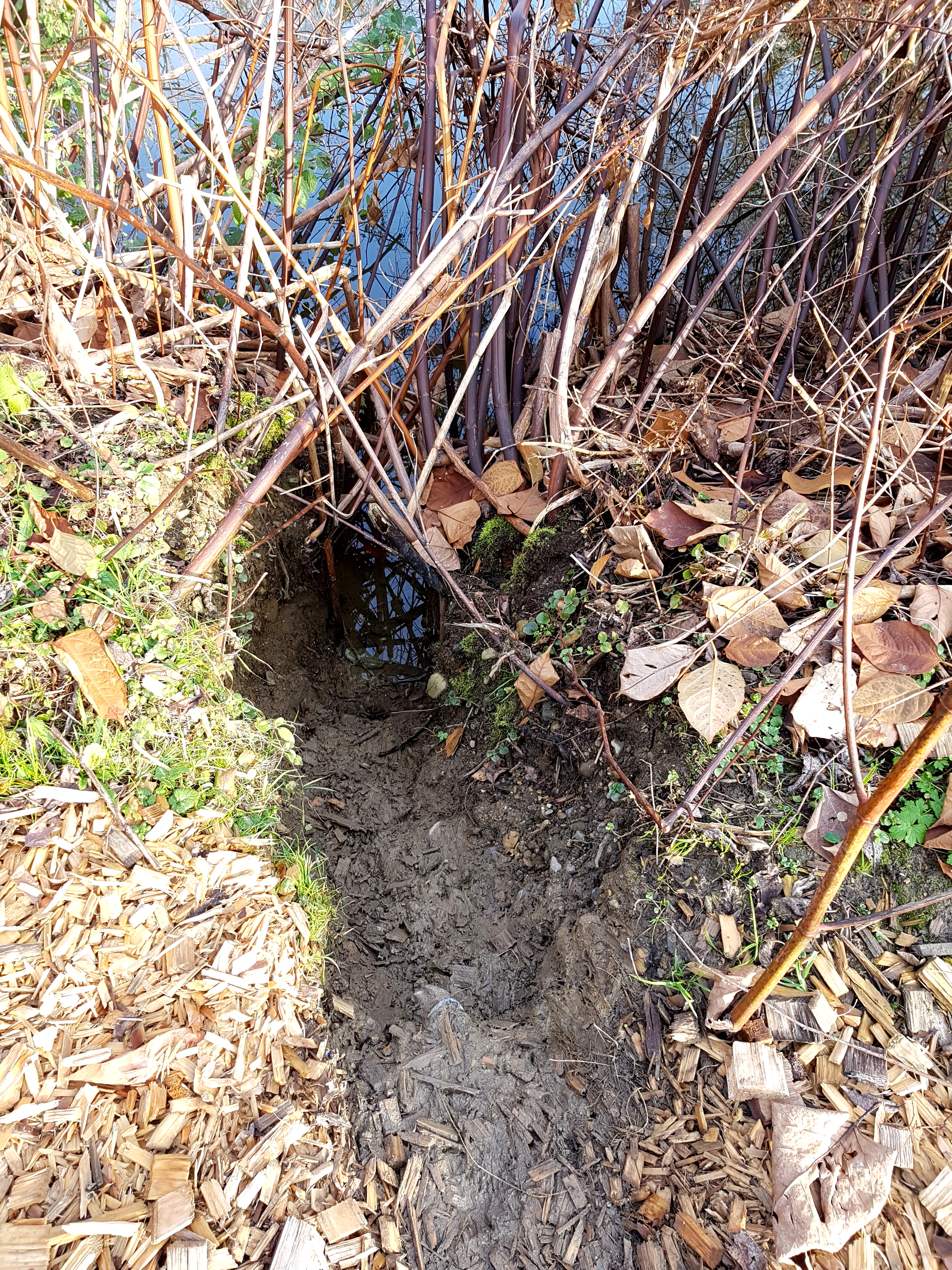 Einstieg in den Teich (Biber) Einstieg in den Teich (Biber)