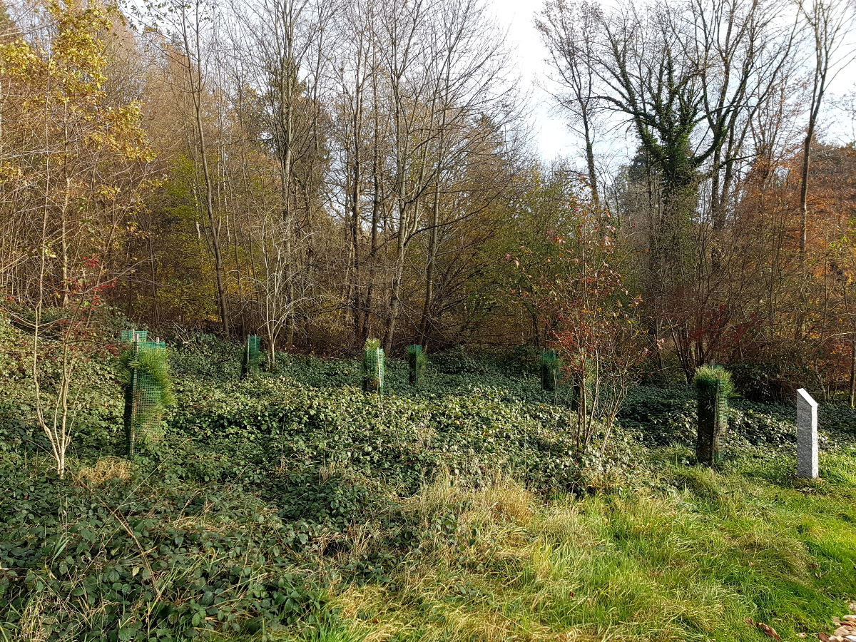 Westliche Gelbkiefer Westliche Gelbkiefer