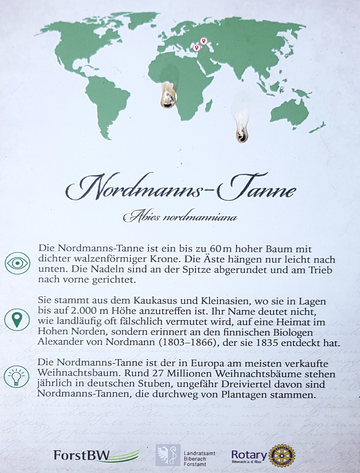 Nordmanns-Tanne Nordmanns-Tanne