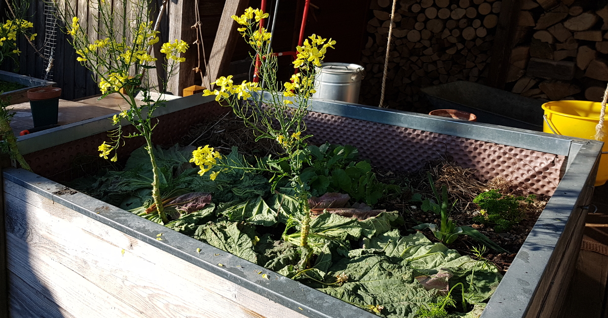 grünkohl schon wieder geerntet