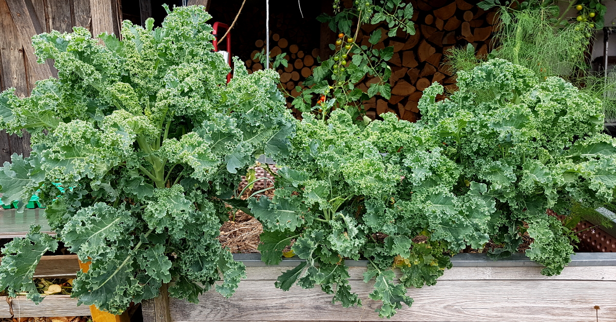 Grünkohl nach der Sommerernte