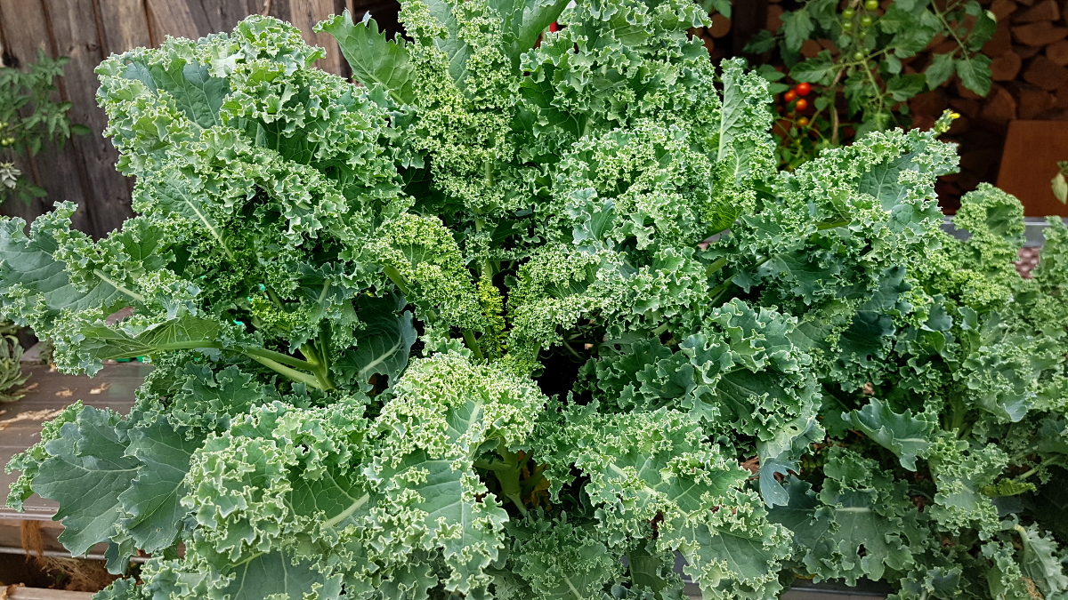 Grünkohl nach der Sommerernte