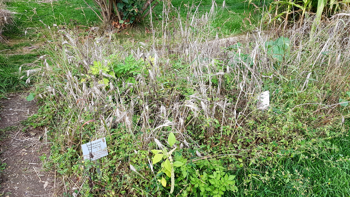 Alte Getreidesorten - Hartweizen Alte Getreidesorten - Hartweizen