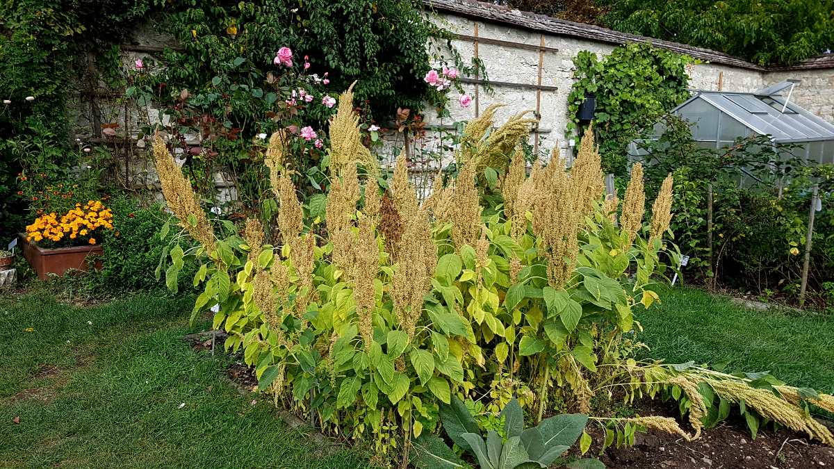 Kräutergarten Inzigkofen - Amaranth Kräutergarten Inzigkofen - Amaranth