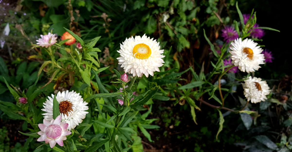 Die hübschen Strohblumen sind etwas aus der Mode gekommen - schade Die hübschen Strohblumen sind etwas aus der Mode gekommen - schade