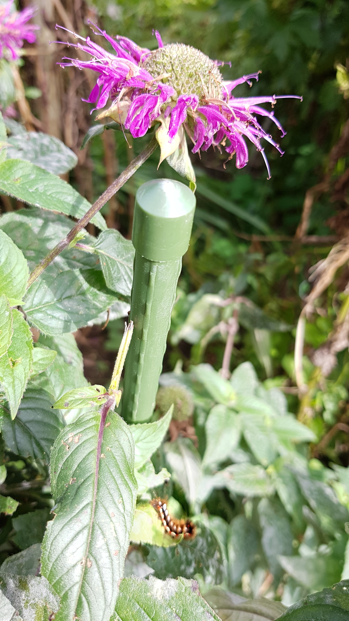 Wer entdeckt die Raupe an der Echinacea? Wer entdeckt die Raupe an der Echinacea?