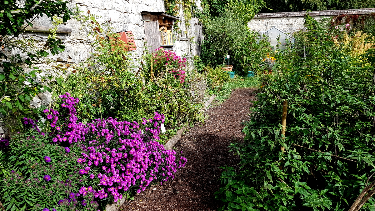 Glattblatt-Aster - Aster novi-belgii Glattblatt-Aster - Aster novi-belgii