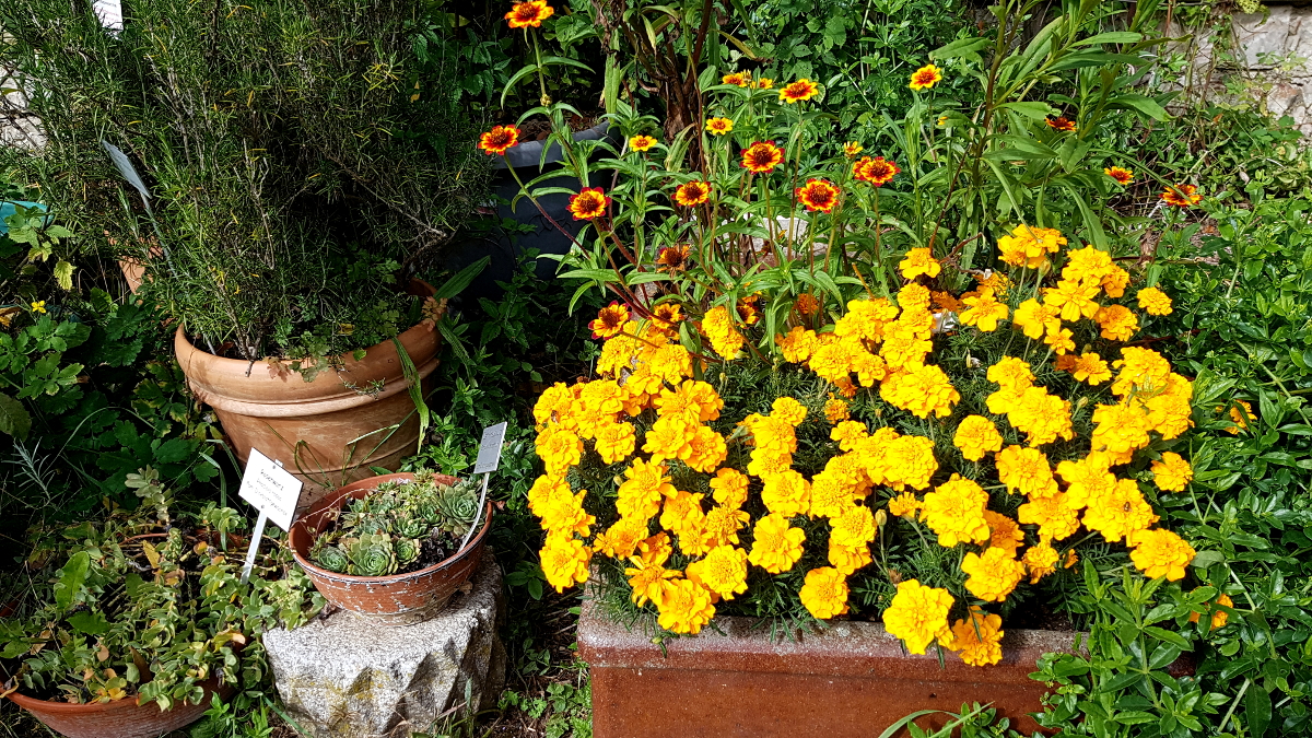 Tagetes neben Rosmarin und weiteren Kübelpflanzen Tagetes neben Rosmarin und weiteren Kübelpflanzen