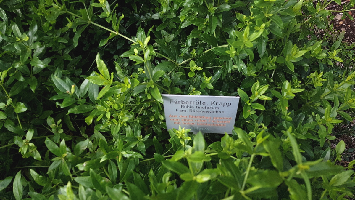 Kräutergarten Inzigkofen - Färberpflanzen Kräutergarten Inzigkofen - Färberpflanzen