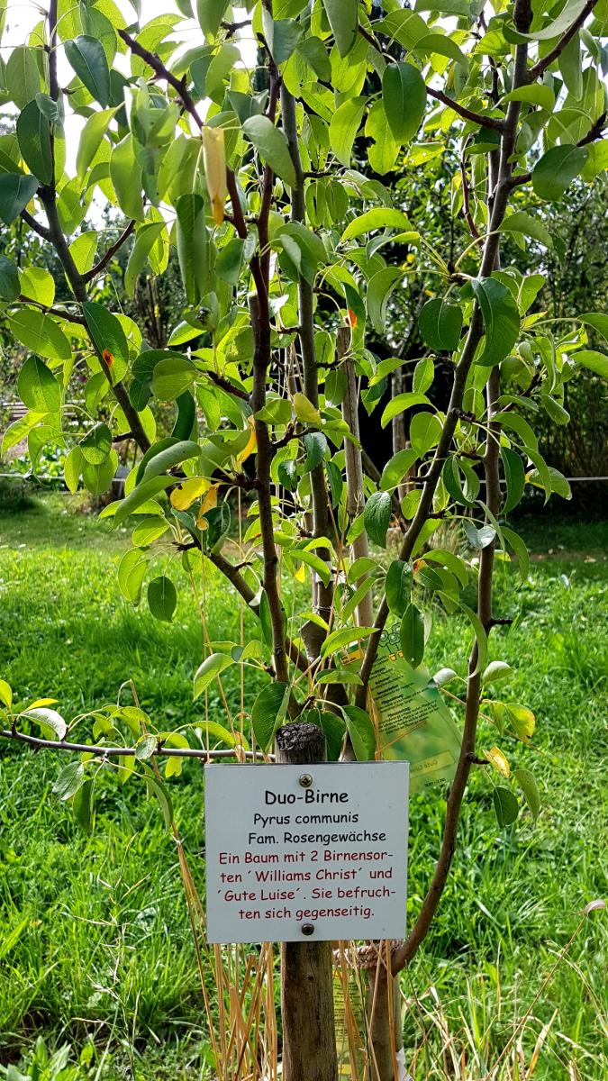 Kräutergarten Inzigkofen - Obstbäume Kräutergarten Inzigkofen - Obstbäume