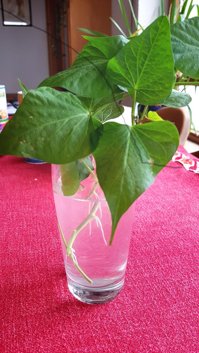 Süßkartoffel Stecklinge Süßkartoffel Stecklinge