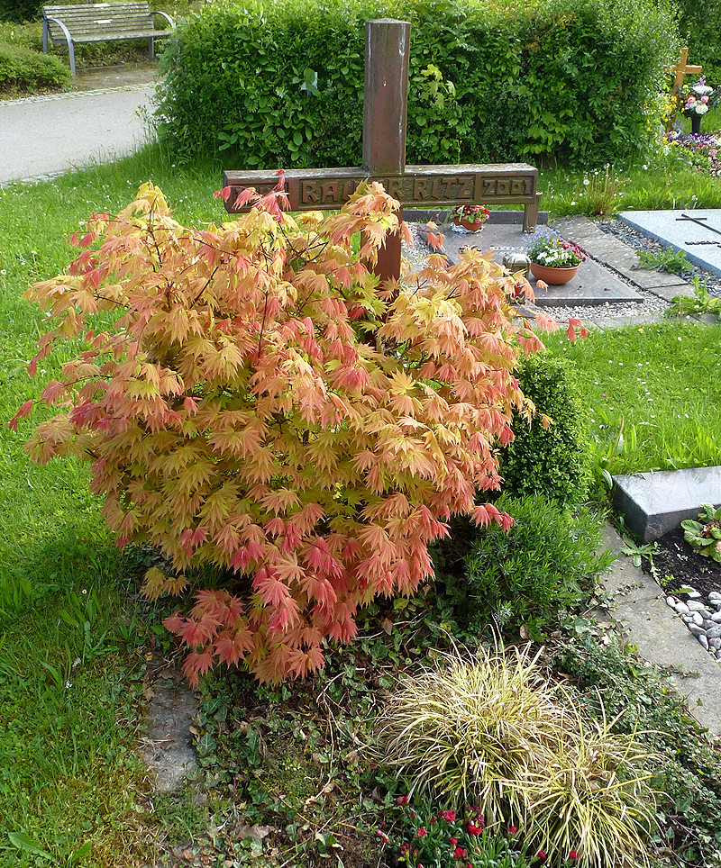 Aufteilung einer Grabbepflanzung