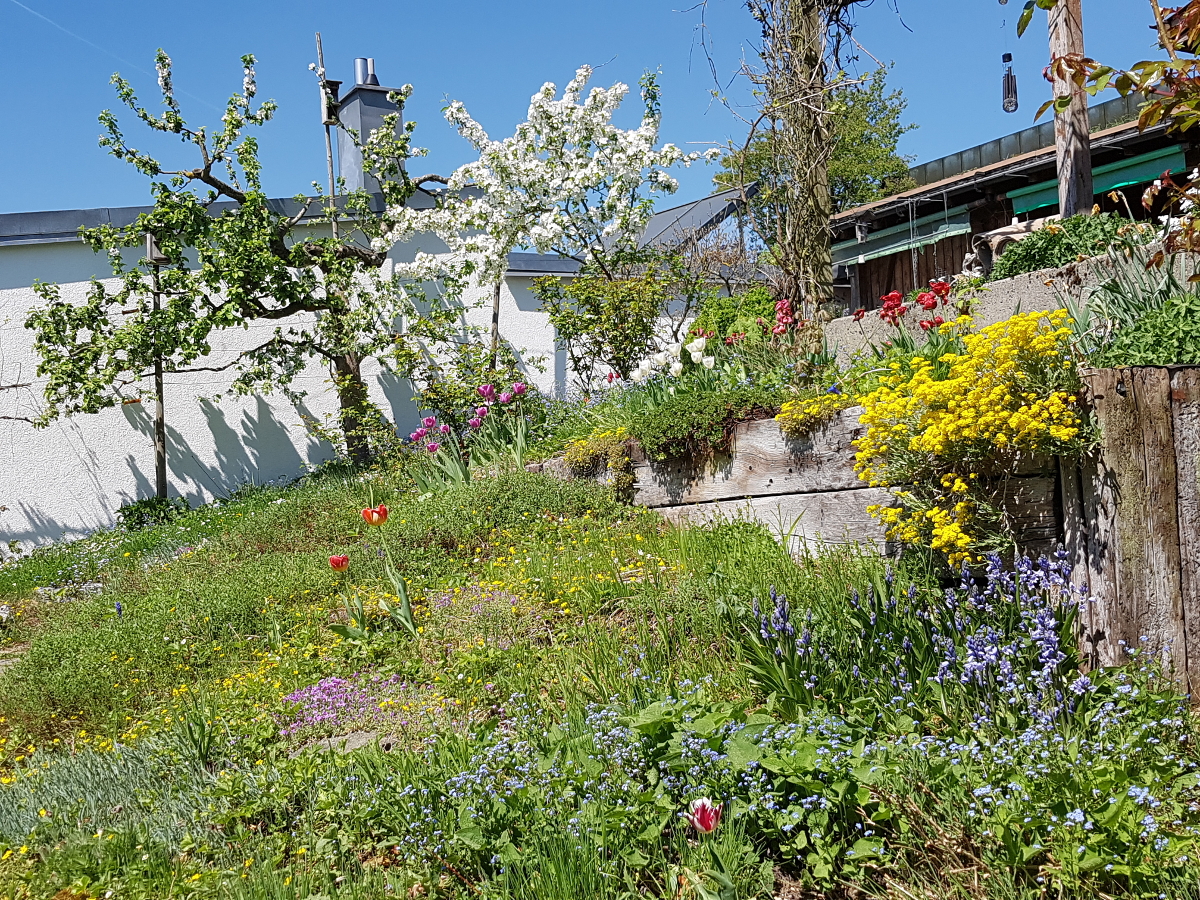 Stauden für den Trockenhang