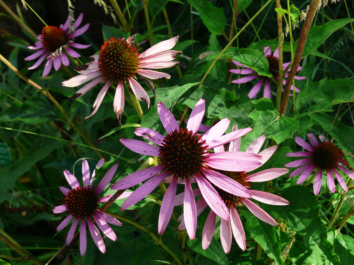 Echinacea purpurea - Scheinsonnenhut Echinacea purpurea - Scheinsonnenhut