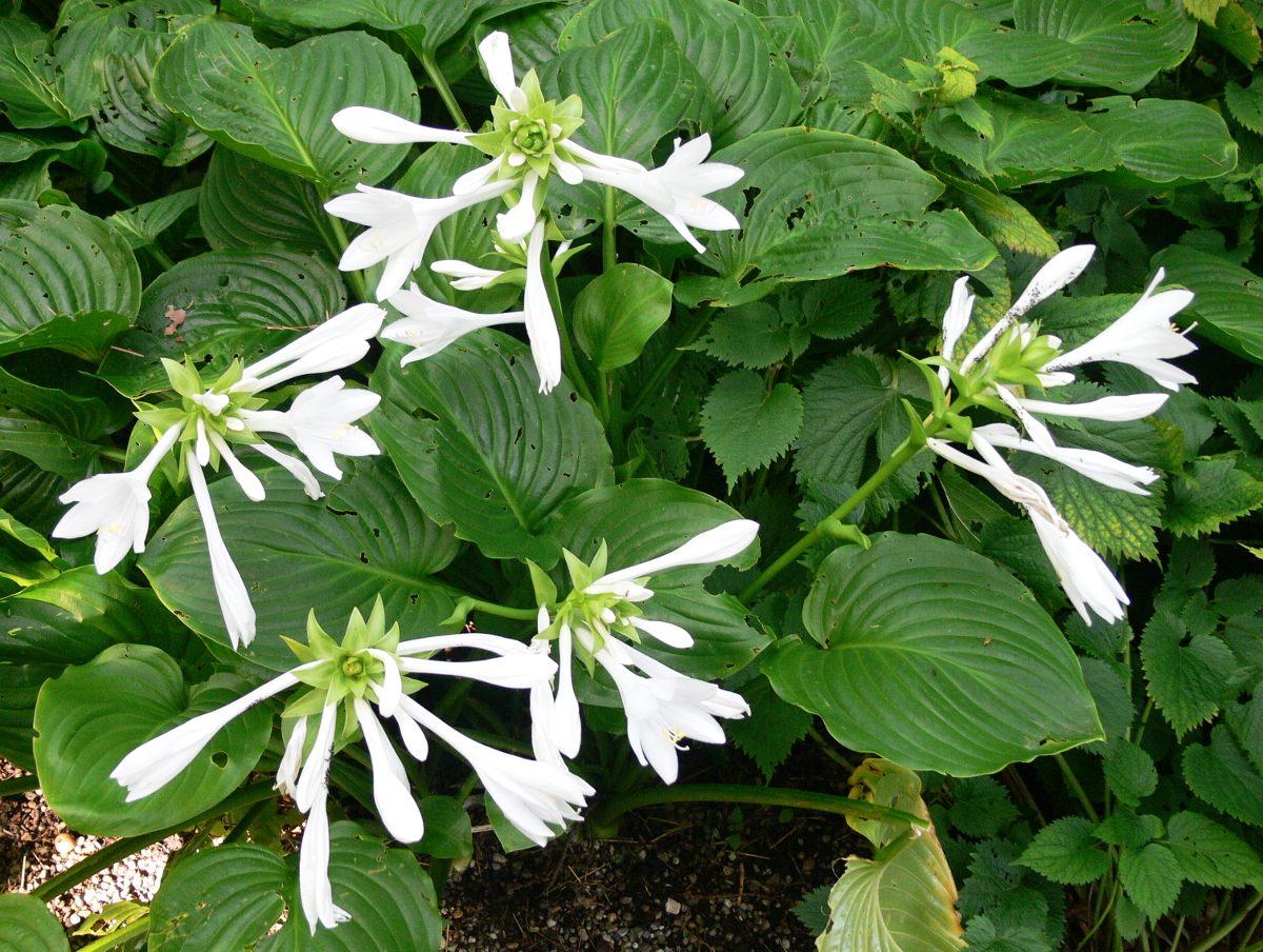 Hosta plantaginea 'Grandiflora' Hosta plantaginea 'Grandiflora'