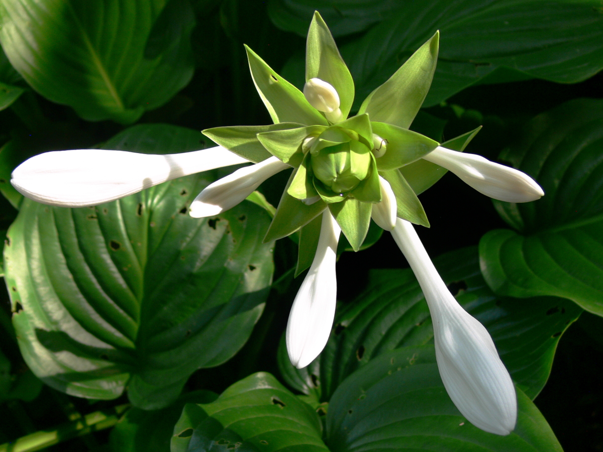 Hosta plantaginea 'Grandiflora' Hosta plantaginea 'Grandiflora'