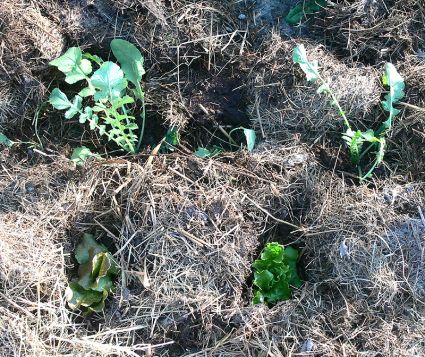 Biogemüse Biogarten Mulch Rettich Kohlrabi