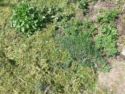 Biogarten Biogemüse Bio-Kräuter Mulchgarten Biogarten Biogemüse Bio-Kräuter Mulchgarten