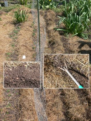 Biogarten Biogemüse Saaten Mulchgarten Biogarten Biogemüse Saaten Mulchgarten