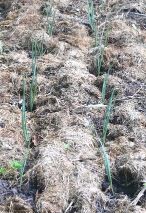 Biogarten Biogemüse Mulchgarten Lauch Biogarten Biogemüse Mulchgarten Lauch