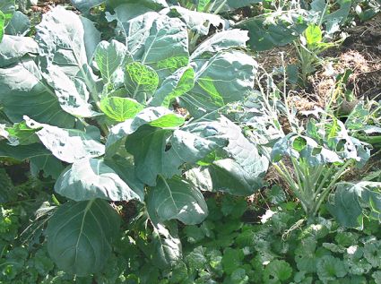 Biogarten Biogemüse Mulchgarten Rosenkohl Biogarten Biogemüse Mulchgarten Rosenkohl