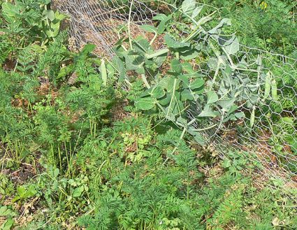 Biogarten Biogemüse Mulchgarten Möhren Erbsen Biogarten Biogemüse Mulchgarten Möhren Erbsen
