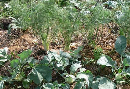 Biogarten Biogemüse Mulchgarten Fenchel Biogarten Biogemüse Mulchgarten Fenchel