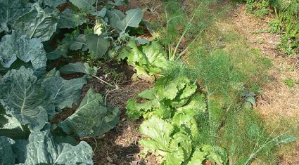 Biogarten Biogemüse Mulchgarten Mischlultur Biogarten Biogemüse Mulchgarten Mischlultur