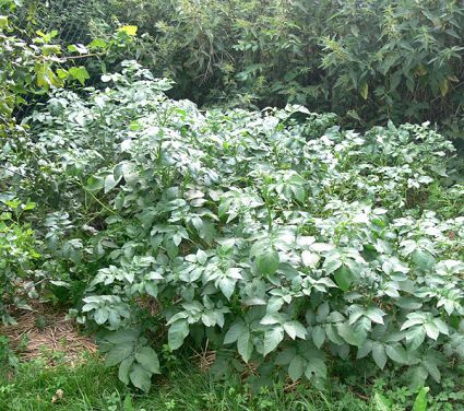 Biogarten Biogemüse Mulchgarten Kartoffeln Biogarten Biogemüse Mulchgarten Kartoffeln