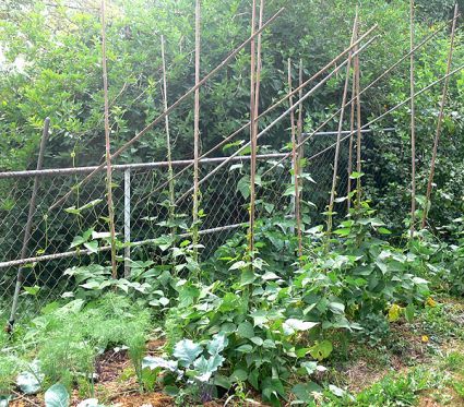 Biogarten Biogemüse Mulchgarten Stangenbohnen Biogarten Biogemüse Mulchgarten Stangenbohnen