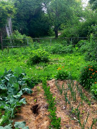 Biogarten Biogemüse Mulchgarten