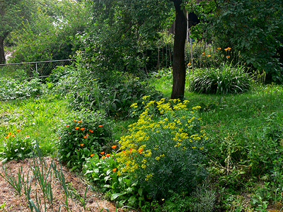 Biogarten Biogemüse Mulchgarten