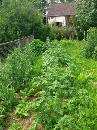 Biogarten Biogemüse Mulchgarten