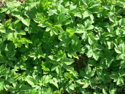 Wildkräuter Küche Garten Giersch Wildkräuter Küche Garten Giersch