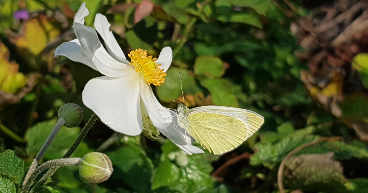 Stauden für Insekten