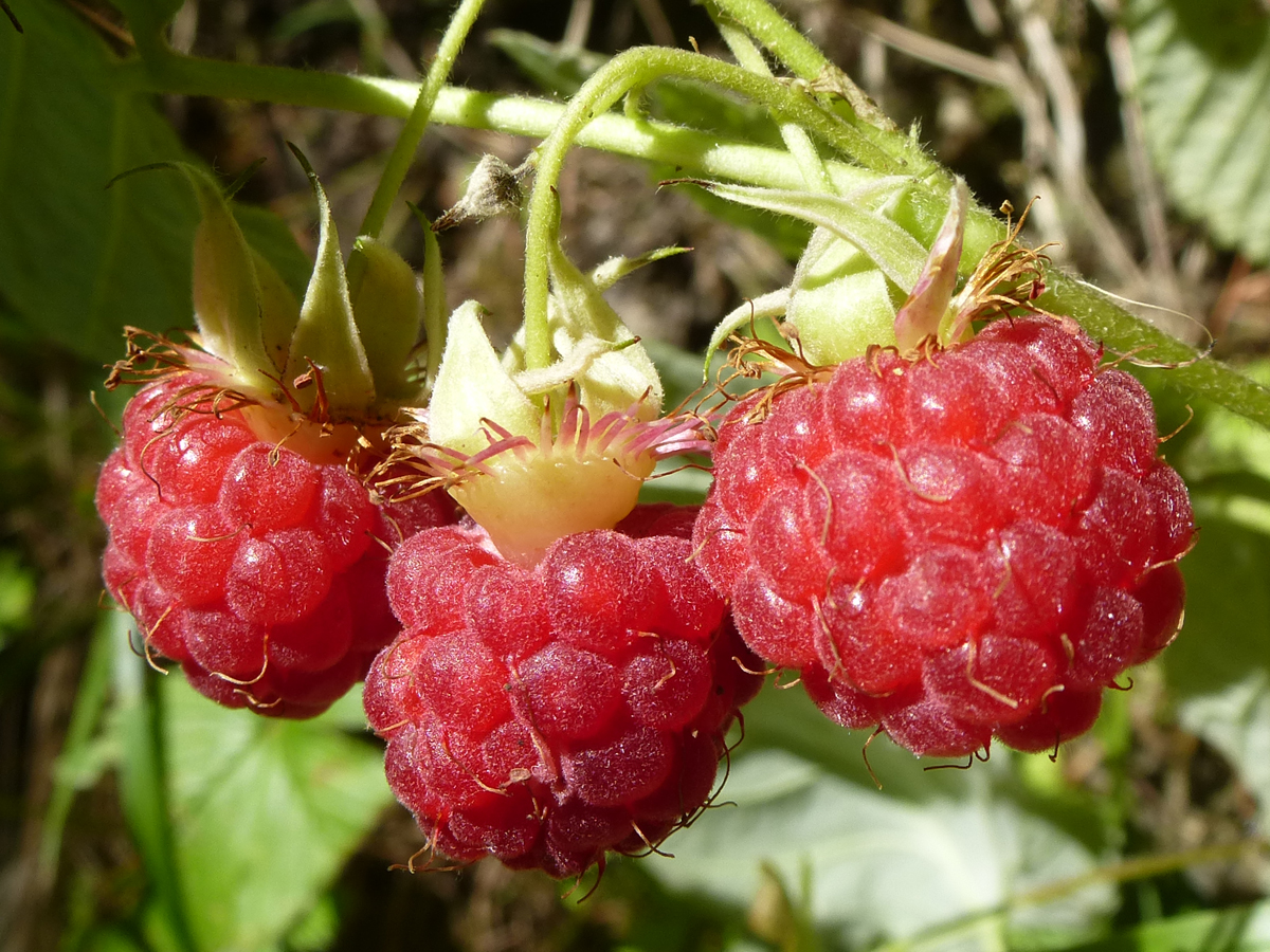 Himbeeren für den Naschgarten Himbeeren für den Naschgarten