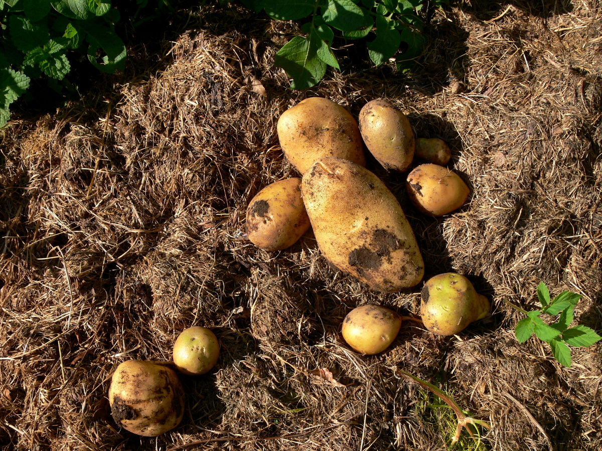 Kartoffeln nach Permakultur Methode