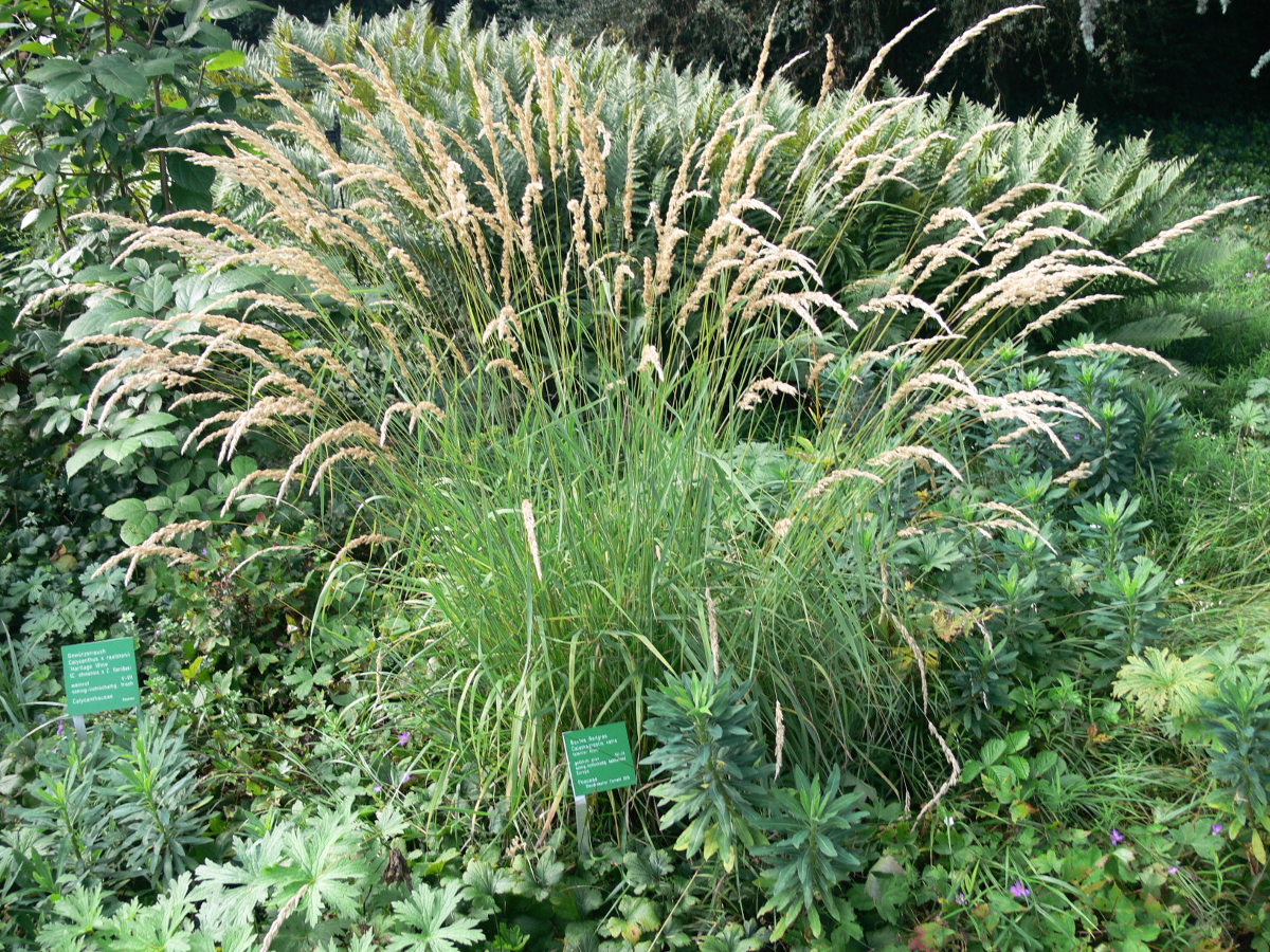 Calamagrostis varia - Buntes Reitgras Calamagrostis varia - Buntes Reitgras