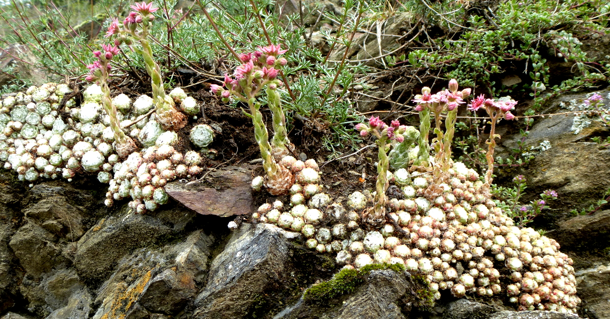 Stauden für den Lebensraum Steingarten